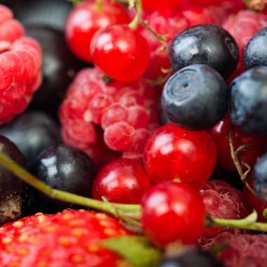 yaban mersini, çilek, ahududu, siyah ve kırmızı üzümü