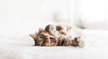 Kedi ağzı açık esniyor ve sivri dişlerini gösteriyor.