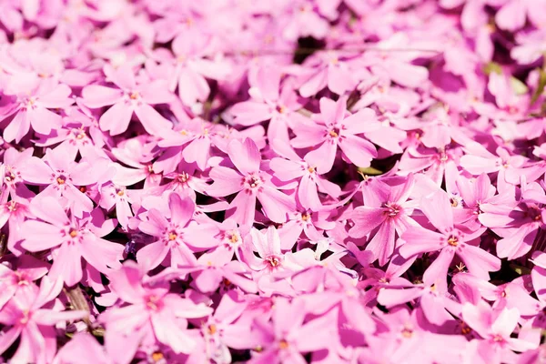 フロックスの Subulata 美しいピンクの花 — ストック写真