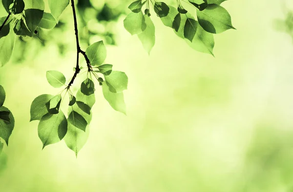 Свіже Зелене Листя — стокове фото