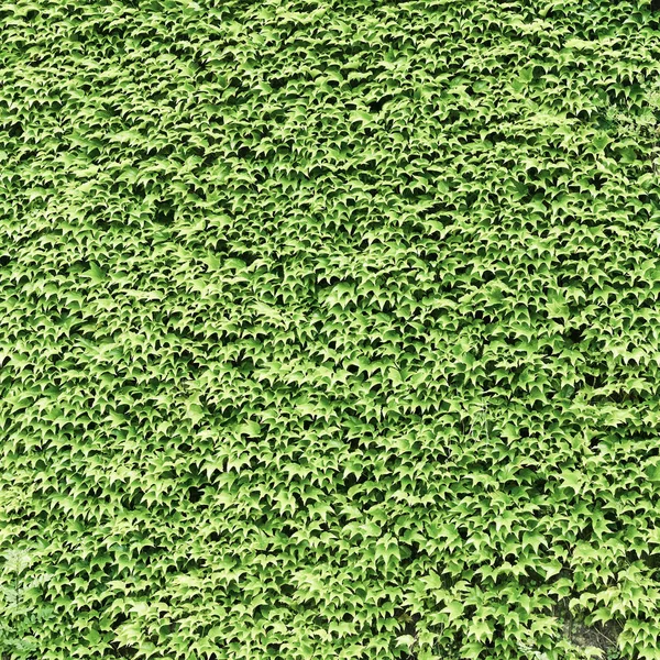 Зеленый Плющ — стоковое фото
