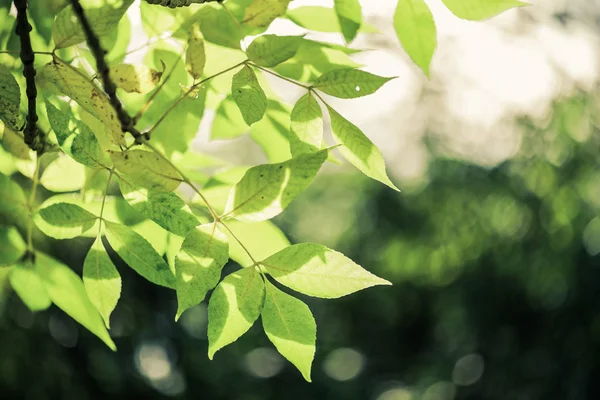 Feuilles Vertes Foyer Peu Profond — Photo