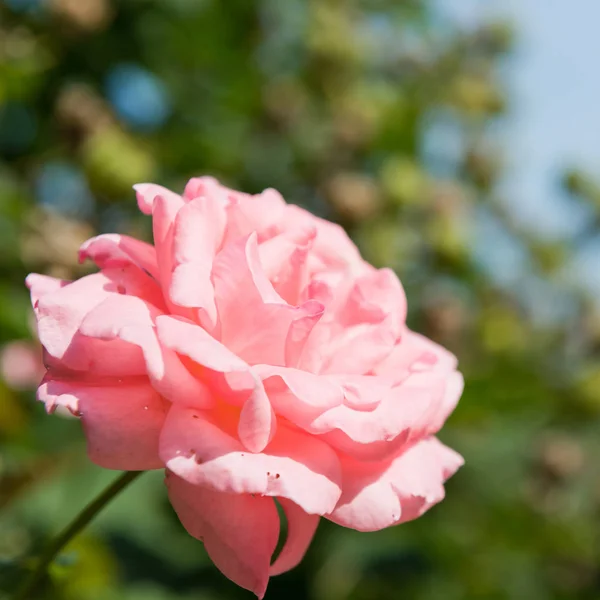 Beautiful Light Rose Garden — Stock Photo, Image