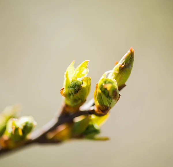 Trädknoppar Våren Selektiv Fokus — Stockfoto