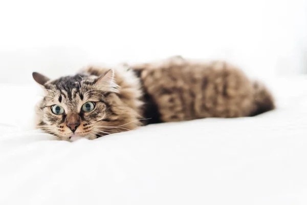 Gato Asustado Sobre Fondo Blanco —  Fotos de Stock