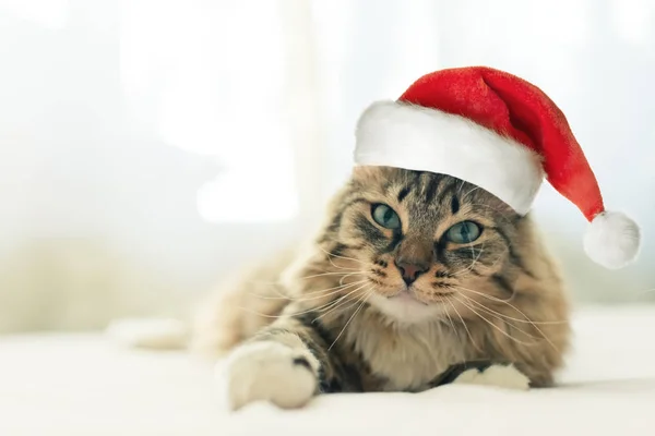 Roztomilý Kočka Klobouku Vánoční Santa Claus — Stock fotografie