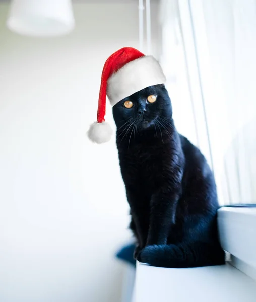 Söt Katt Jul Jultomten Hatt — Stockfoto