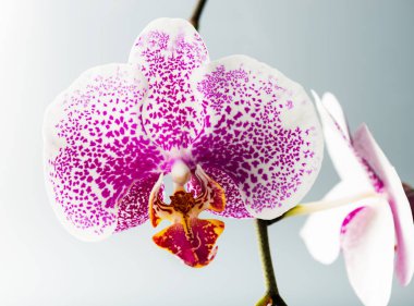 Mor orkide çiçek çiçek açmış. Phalaenopsis. Portre