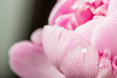 Şakayık çiğ damlaları ile