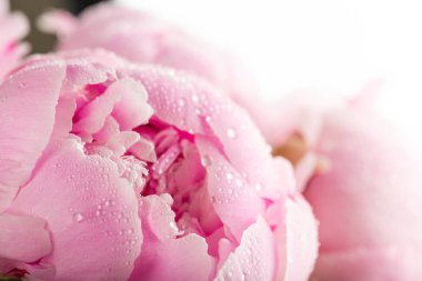 Şakayık çiğ damlaları ile