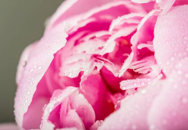 Şakayık çiğ damlaları ile