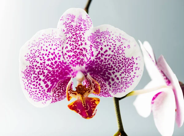 Blommande Orkidéer Lila Blomma Phalaenopsis Närbild — Stockfoto