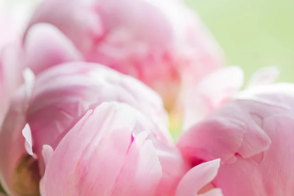 Peony Drops Dew — Stock Photo, Image