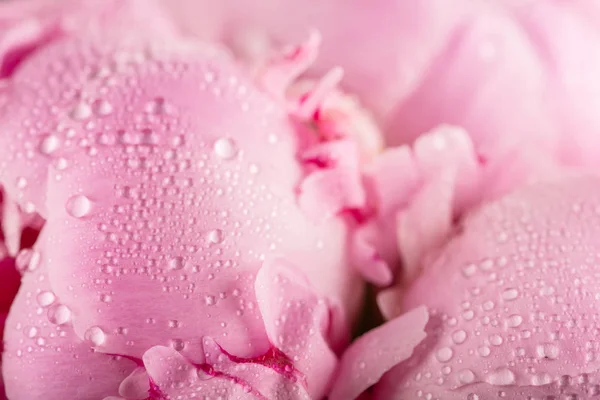 Peony Drops Dew — Stock Photo, Image