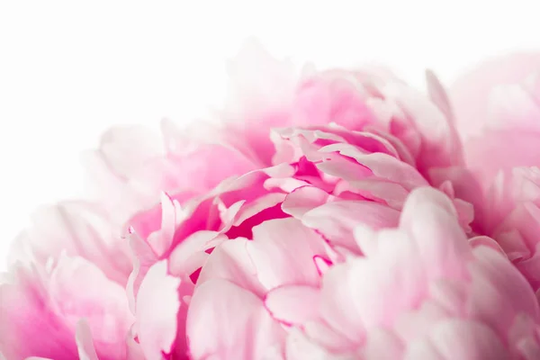 Pink Peony Flower Isolated White Background — Stock Photo, Image