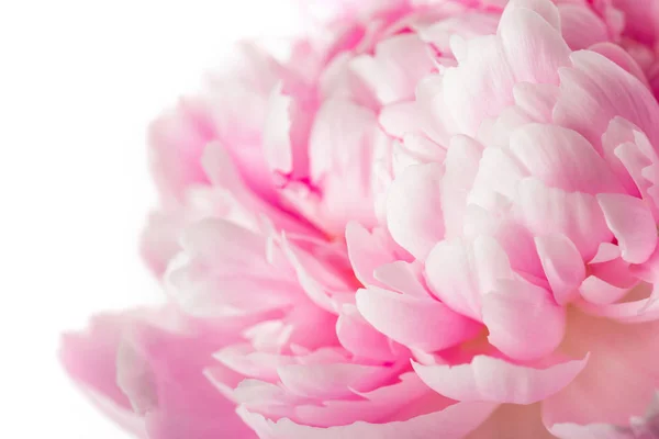 Rosa Pion Blomma Isolerad Vit Bakgrund — Stockfoto