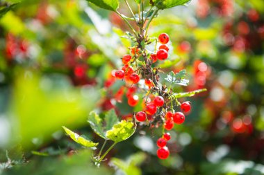 Bahçedeki çalılarda asılı kırmızı frenk üzümü