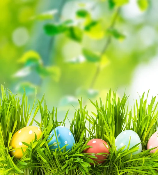 Easter Eggs Fresh Green Grass — Stock Photo, Image
