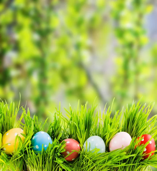 Easter Eggs Fresh Green Grass — Stock Photo, Image