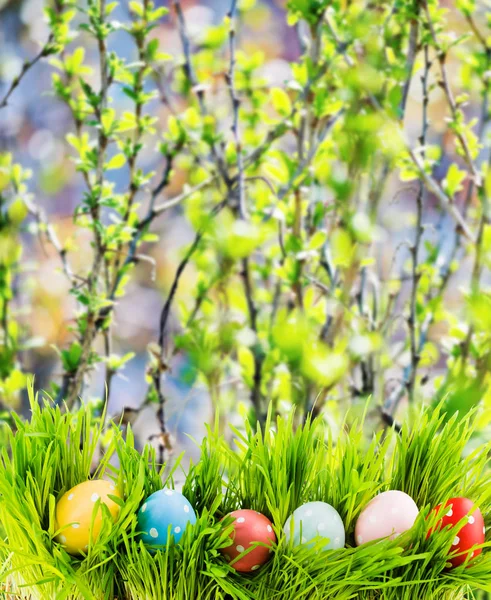 Uova Pasqua Erba Verde Fresca — Foto Stock