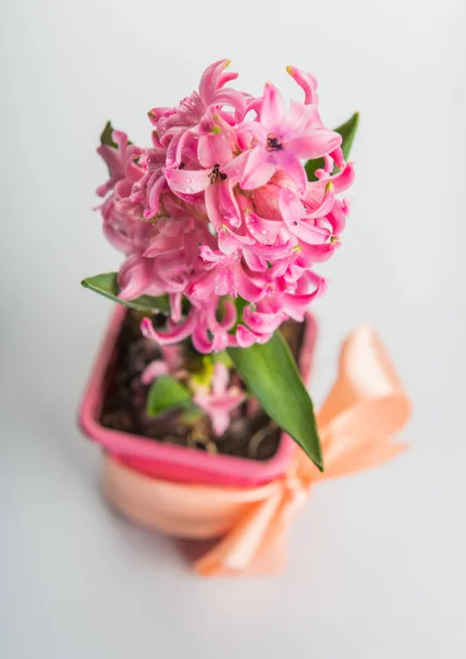 Vackra rosa hyacint i blomkruka — Stockfoto