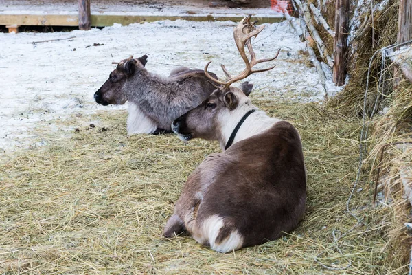 Rådjur som vilar — Stockfoto