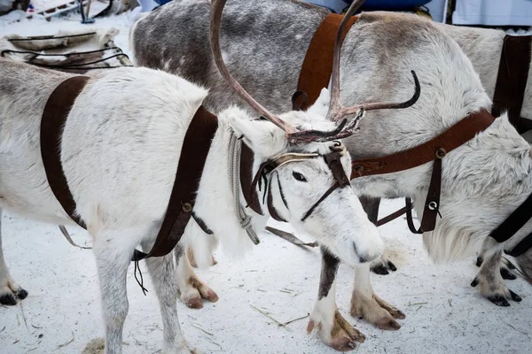 Siberische herten in harnas met slee — Stockfoto