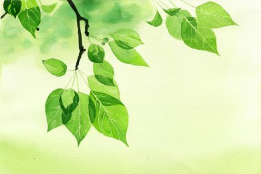 Şube üzerinde yeşil yaprakları. Suluboya