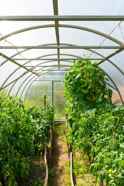 Dentro de invernadero de horticultura cubierta de plástico — Foto de Stock