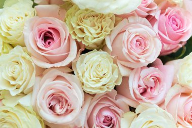 Yaz açan narin güller