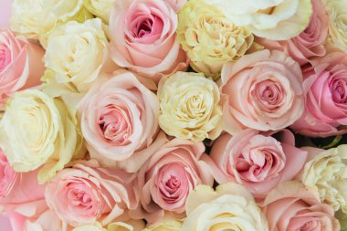 Yaz açan narin güller