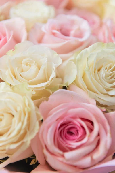 Summer blossoming delicate roses — Stock Photo, Image