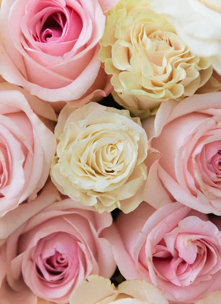 Sommar blommande delikata rosor — Stockfoto