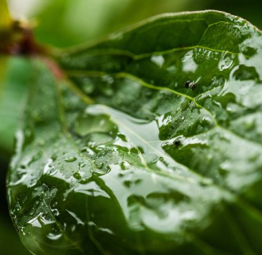 Su yeşil yaprağa düşer.