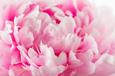 Pembe şakayık çiçeği 