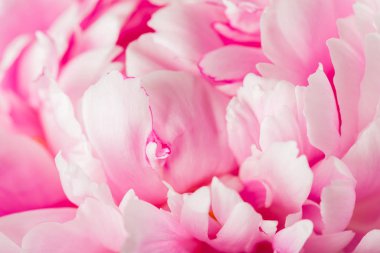 Pembe şakayık çiçeği 