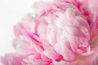 Pembe şakayık çiçeği 