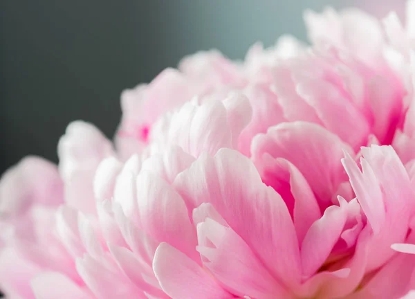 Flor de peonía rosa — Foto de Stock