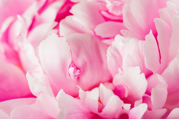 Півонія рожева квітка — стокове фото