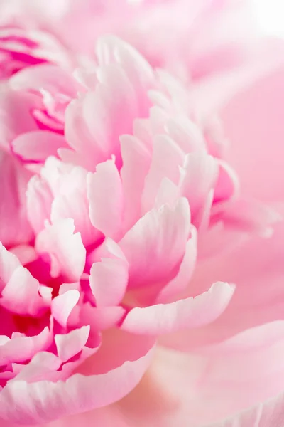 Pink peony flower — Stock Photo, Image