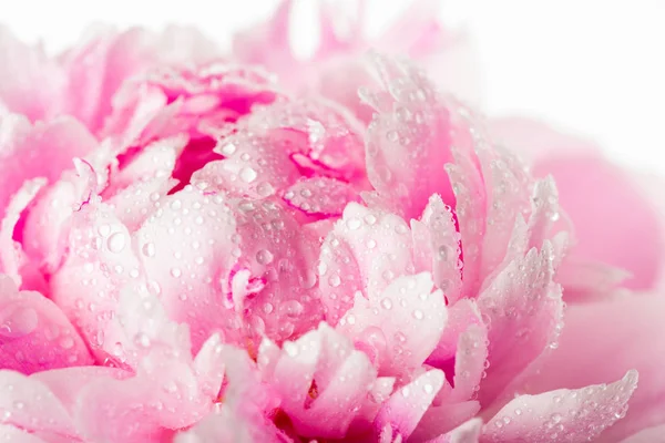 Peony with drops — Stock Photo, Image