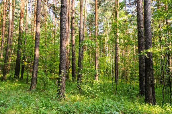 Όμορφο Κωνοφόρο Δάσος Στη Ρωσία — Φωτογραφία Αρχείου