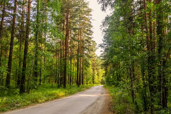 Estrada Florestal Paisagem Verão — Fotografia de Stock