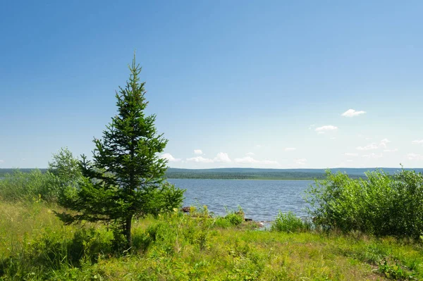ロシアのツユラツクル湖と松の木 ストック画像