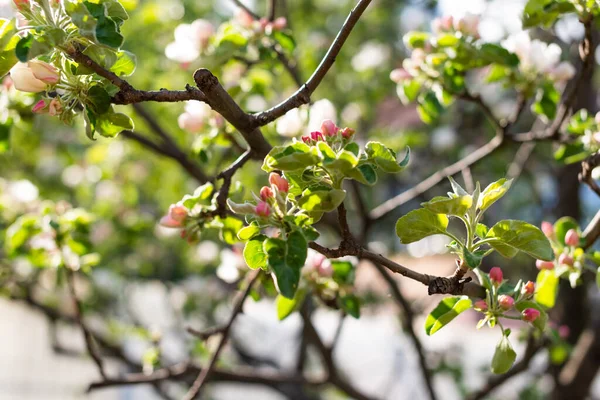 Beautiful Apple Tree Branch — Stock Photo, Image