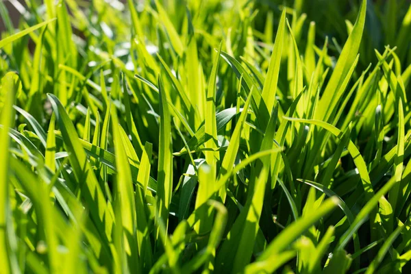 Zielona Trawa Polu — Zdjęcie stockowe