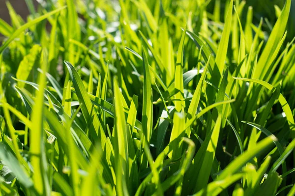Зеленая Трава Поле — стоковое фото