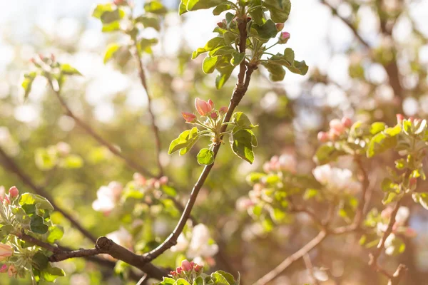 Beautiful Apple Tree Branch — Stock Photo, Image