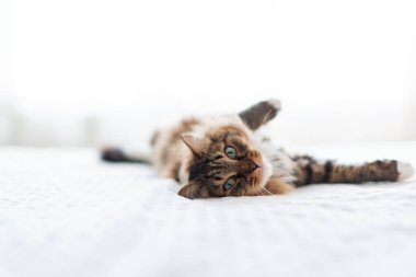 Gri kedi uzanıyor