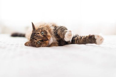 Gri kedi uzanıyor